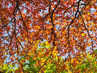 Copper Beech 