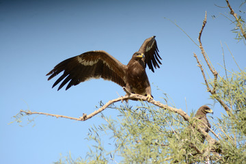 steppe eagle 