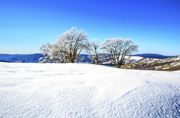 Fototapeta premium Bald Hills Road, Northern California