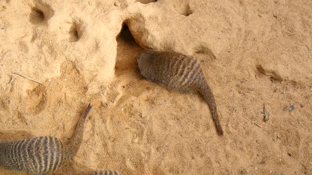 Banded mongoose family, Mungos mungo