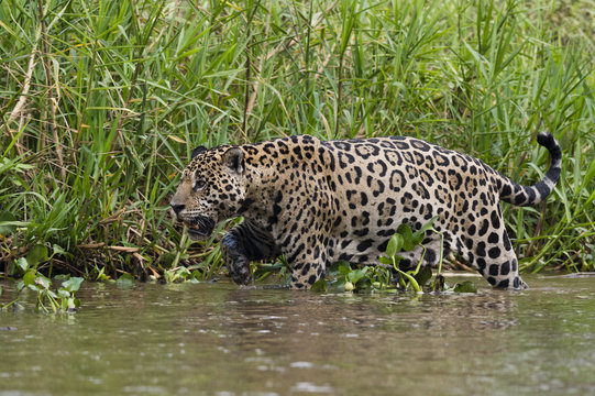 A jaguar (Panthera onca) walking along Cuiaba River bank, Pantanal, Mato Grosso, Brazil