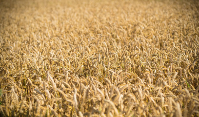 wheat field closeup