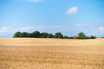 Fototapeta na wymiar wheat field in Denmark