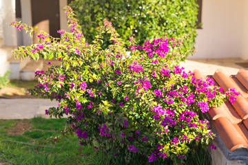 Spring, flowers and blooming concept - Beautiful pink flowers. Mediterranean tree.