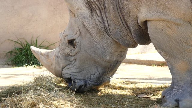 Rhinoceros eating grass, Ceratotherium Simun