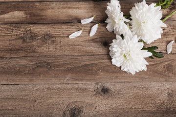 chrysanthemum on old wooden background