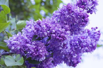 lilac flower