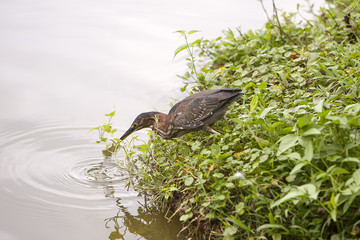 Groene reiger lokt vis met brood.