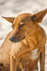 Zwerfhond op strand Dominicaanse Republiek