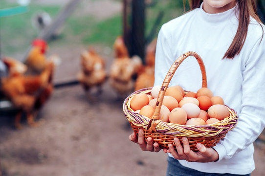 the girl holds a basket full of fresh chicken eggs.