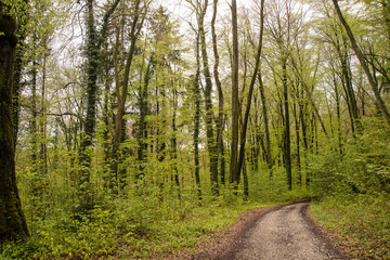 Path through the forest