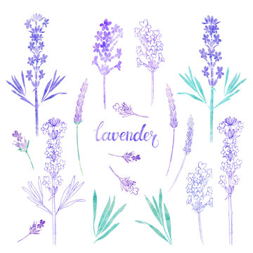 Lavender. Watercolor illustration, isolated floral elements for design. Collection of lavender flowers on white background.