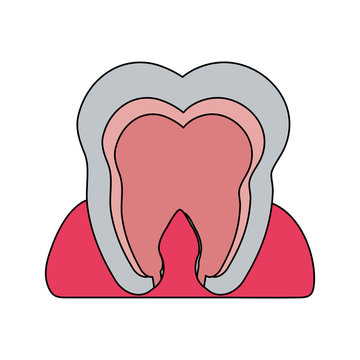 color image cartoon internal tooth view vector illustration