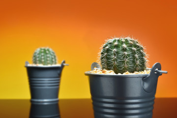Cactus in a bucket (pots) and cactus blur backdrop - Concept  for copy space.