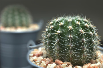 Cactus in metal butket and gray background blur. Concept for copy space.