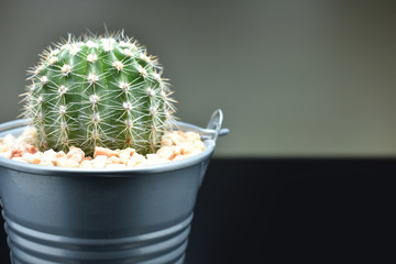 Cactus in metal butket and gray background blur. Concept for copy space