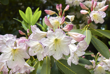 Rhododendron Fortunei 