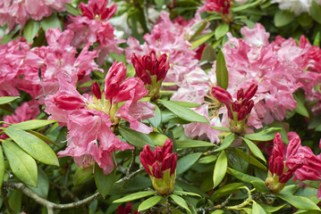 Rhododendron degronianum subsp. yakushimanum  