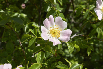 Obraz premium Rosa canina