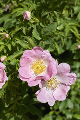 Rosa canina
