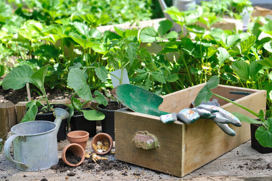 Plantes Potagère Et Outils De Jardinage