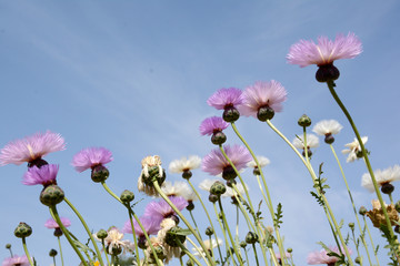 fragrance of flowers