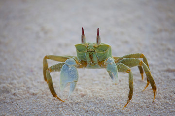 Fototapeta na wymiar Ghost Crab, Bird Island, Seychelles