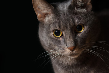 Cat portrait on black background