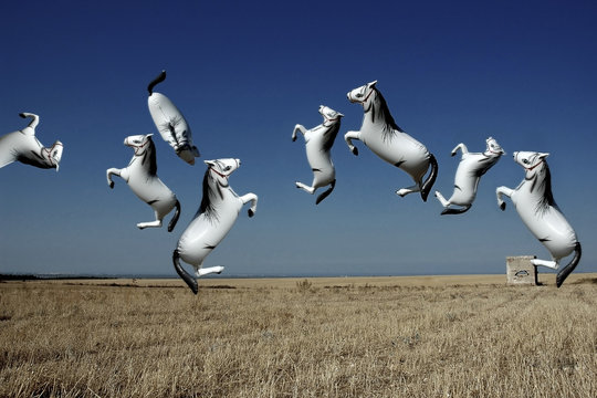 ballon shaped horses 