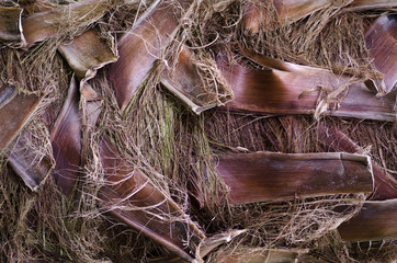 Palm tree trunk background