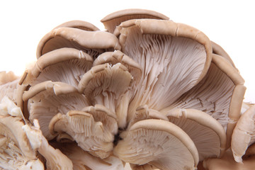 oyster mushroom isolated