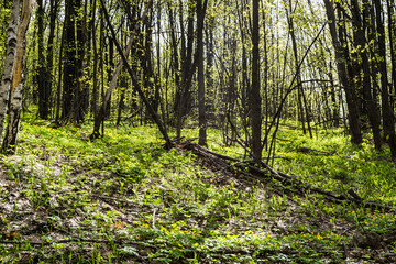 Fototapeta premium Spring in green forest
