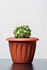 Round cactus in a pot