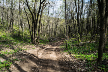 dirt road in spring forest