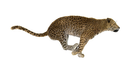 3D Rendering Big Cat Leopard on White © photosvac
