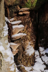 Pleurotus ostreatus, the oyster mushroom in winter with snow