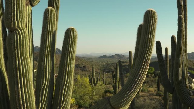 Saguaro cactus Sonoran desert