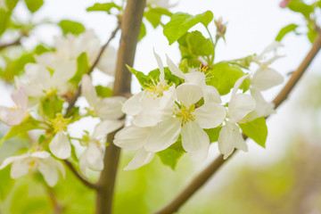 Blooming apple tree