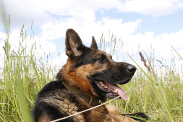 Dog german shepherd and grass around in a summer