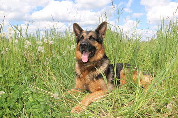 Dog german shepherd and grass around in a summer