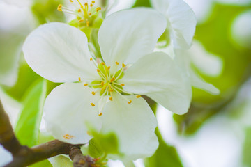 Blooming apple tree