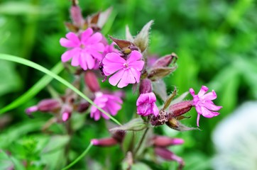 Red campion  /  Red campion in our flower garden. Focus is on the center of the image.