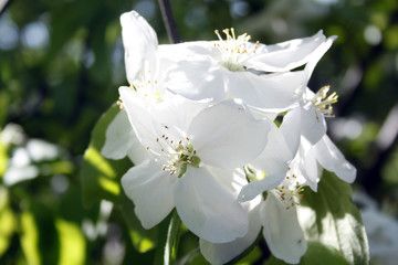 Apple flower
