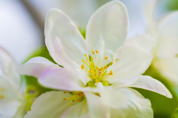 Blooming apple tree