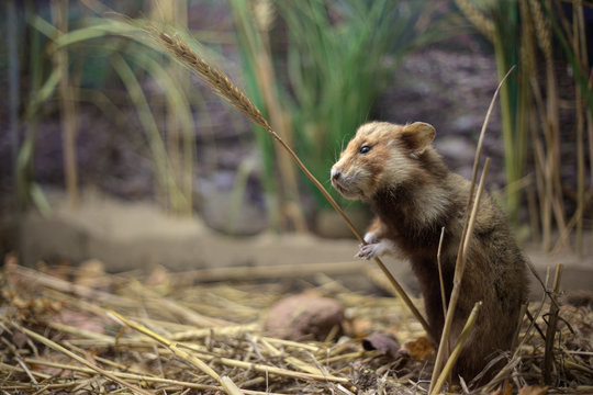European hamster (Cricetus cricetus) with a wheat stem