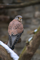 A European kestrel (Falco tinnunculus) sitting on a branch