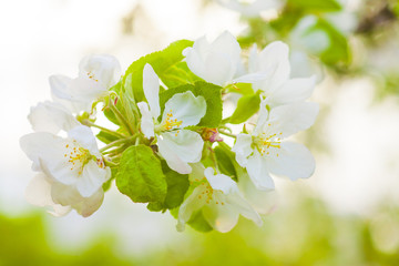 Blooming apple tree