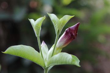 Hibiscus flower scion in the morning light