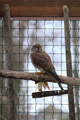 A European kestrel (Falco tinnunculus) with dead chick