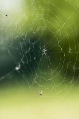 spider -web